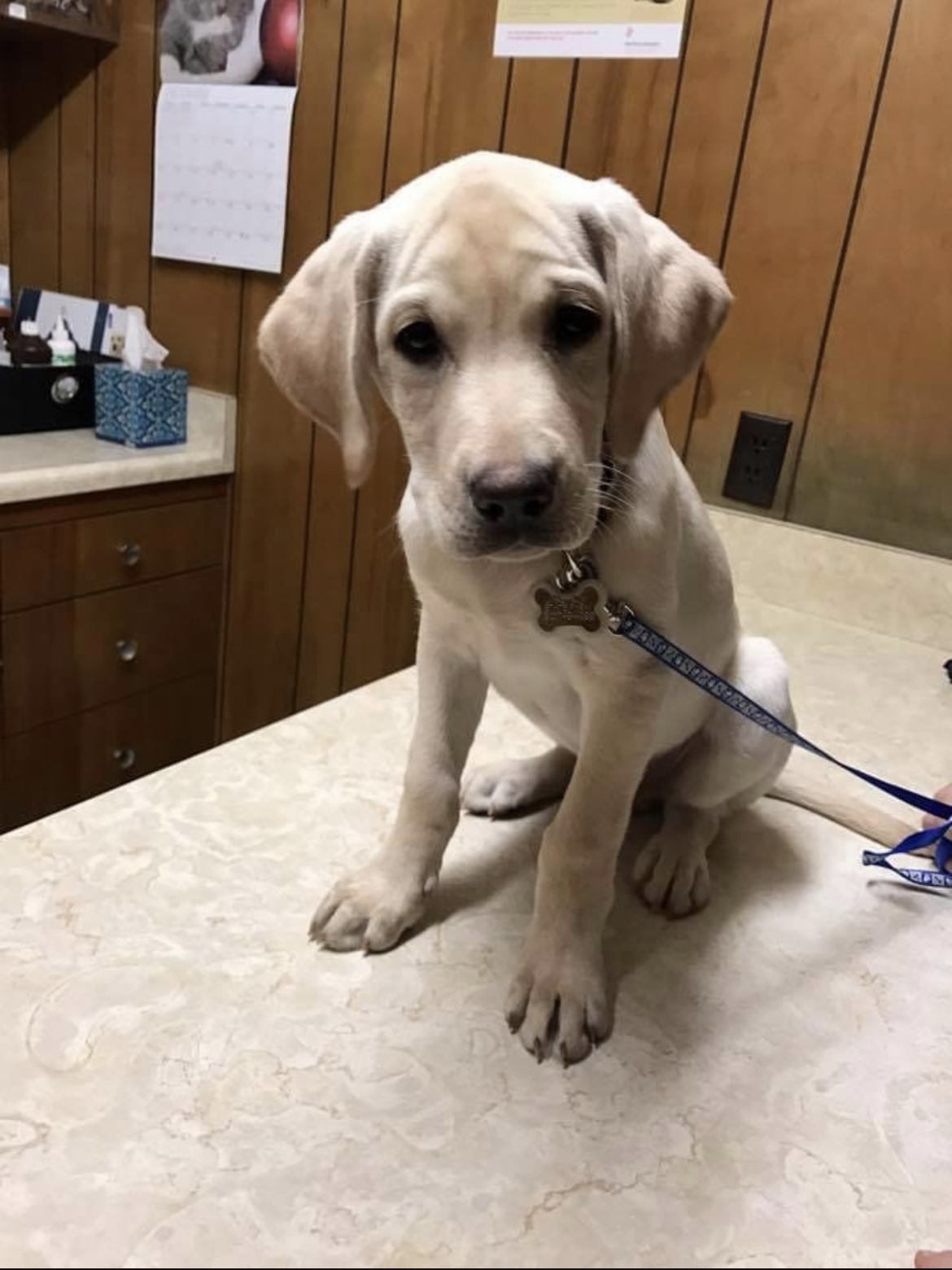yellow lab puppy