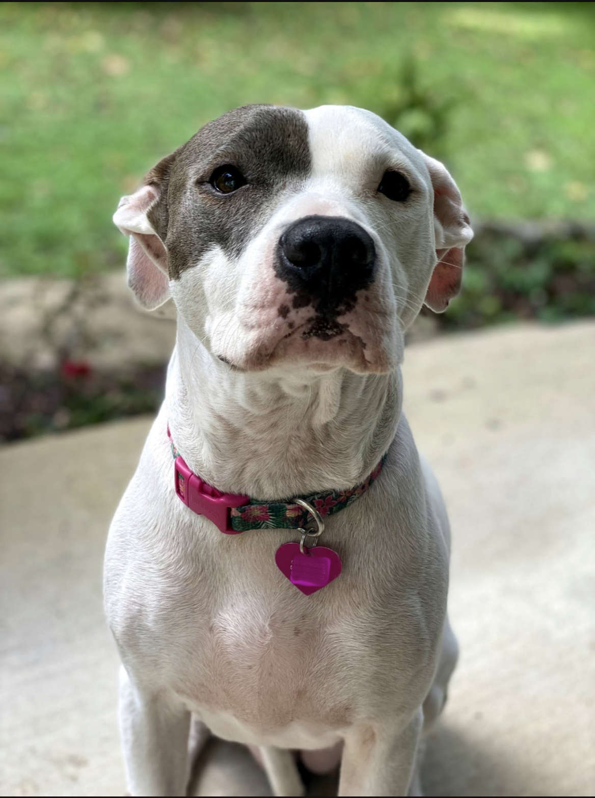 a very cutesy pitbull